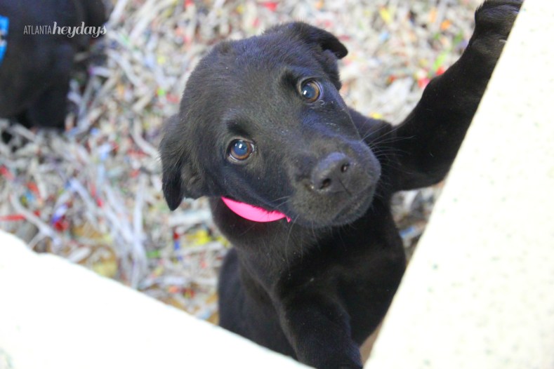 Atlanta Humane Society